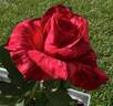 Red Intuition rose photo