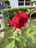 Red Intuition rose photo
