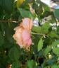 About Face ™ rose photo