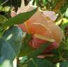 About Face ™ rose photo