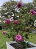 Heirloom rose photo