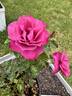 Heirloom rose photo