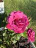 Heirloom rose photo
