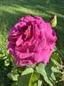 Heirloom rose photo