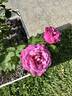 Heirloom rose photo