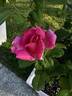 Perfume Delight rose photo
