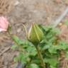 Sexy Rexy rose photo