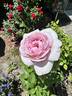Blue Moon rose photo