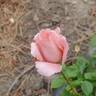 Sexy Rexy rose photo
