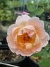Belle Story rose photo