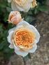 English Garden ® rose photo