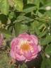 Scarborough Fair rose photo