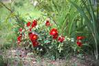 Bienenweide Rot rose photo