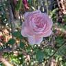 Queen of Sweden rose photo