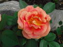 Kaleidoscope Girl rose photo