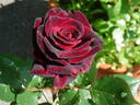 Black Baccara ™ rose photo