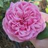 Mrs. B.R. Cant rose photo