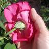 Stephens' Big Purple rose photo
