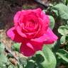 Stephens' Big Purple rose photo
