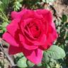 Stephens' Big Purple rose photo