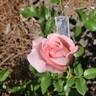 Sexy Rexy rose photo