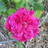 Eugène de Beauharnais rose photo