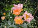 Lambert Wilson ® rose photo