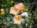 Lambert Wilson ® rose photo