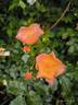 Lambert Wilson ® rose photo