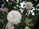 Félicité-Perpétue rose photo