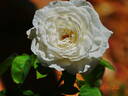 Princess Miyuki rose photo