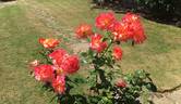 Sheila's Perfume rose photo
