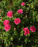 Princess Anne rose photo