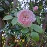 Queen of Sweden rose photo