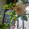 Stanwell Perpetual rose photo