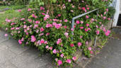 Rosa Mundi rose photo