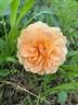 Louise Clements rose photo
