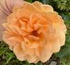 Louise Clements rose photo