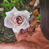 Aschermittwoch rose photo