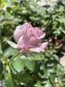 Lagerfeld rose photo