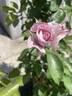 Lagerfeld rose photo