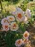 Bull's Eye rose photo
