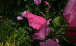 Dainty Bess rose photo