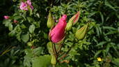 Dainty Bess rose photo