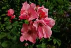 Dainty Bess rose photo