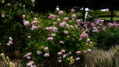 Windflower rose photo
