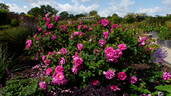 Wild Edric rose photo