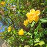 Eureka ® rose photo