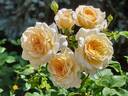 Crocus Rose rose photo