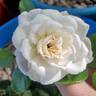 Pure Perfume ™ rose photo